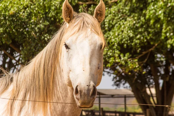 Caballo blanco de raza pura árabe —  Fotos de Stock