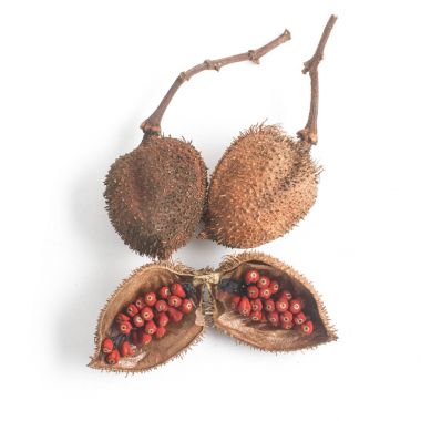 Brezilya Urucum Annatto tohumları