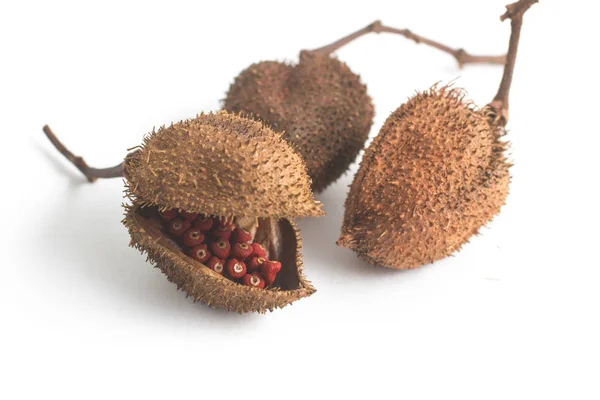 Braziliaanse Urucum Annatto zaden — Stockfoto