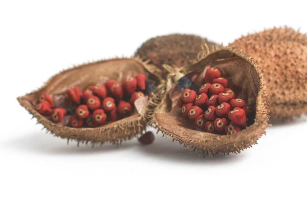 Braziliaanse Urucum Annatto zaden — Stockfoto