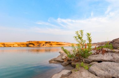 Güzel yeşil bush çoğu hala büyümek mavi gökyüzü altında kuru topraklarda bir gündüz.