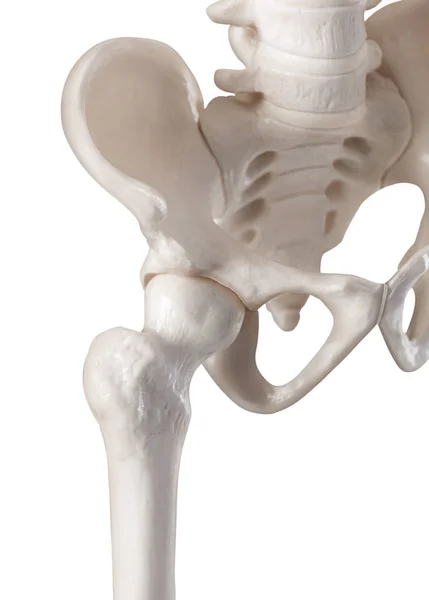 Articulação de quadril humano-Osso-Cuidados de saúde-Anatomia humana e conceito médico isolado no fundo branco . — Fotografia de Stock