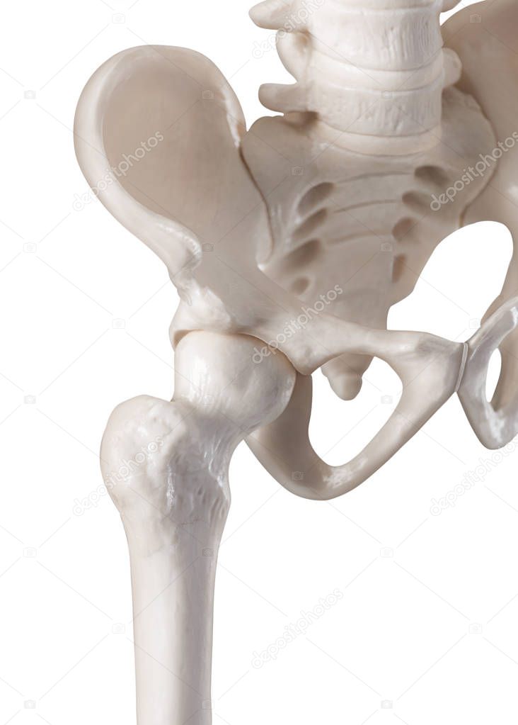 Human hip joint-Bone-Healthcare-Human Anatomy and Medical concept-Isolated on white background.