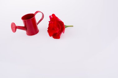 Yakınındaki bir sulama olabilir kırmızı gül