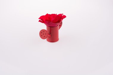 Sulama olabilir kırmızı gül