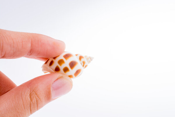 красивый морской ракушка
