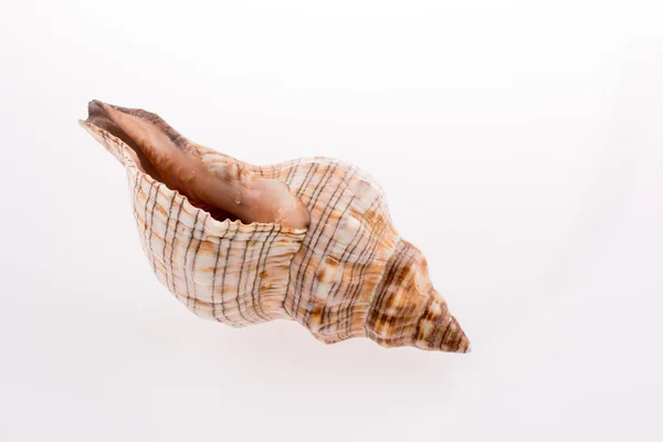 Krásné mořské mušle — Stock fotografie