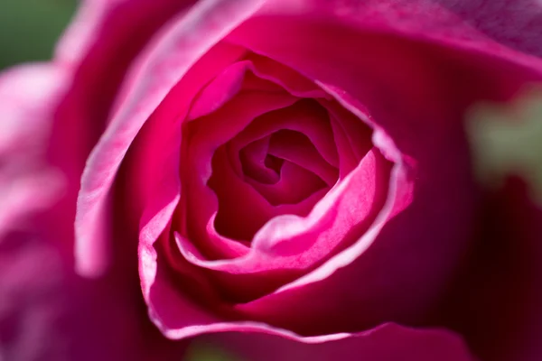 Красивый цвет розы — стоковое фото