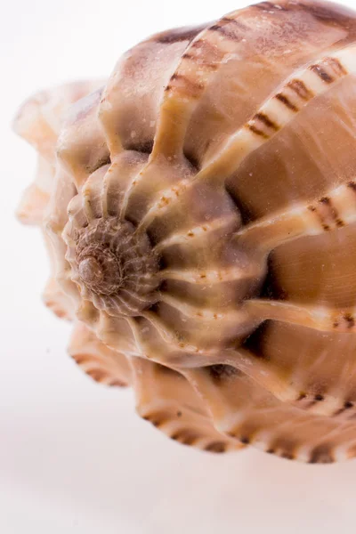 Bela concha do mar — Fotografia de Stock