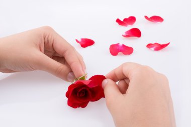 kırmızı gül ve yaprakları