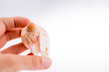 güzel deniz kabuğu