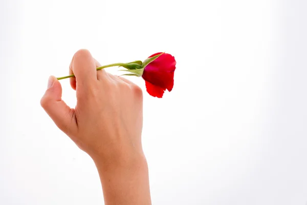Ręka trzyma różę — Zdjęcie stockowe