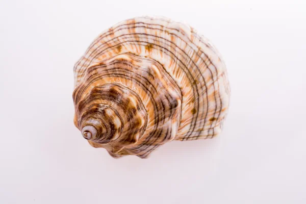 Beautiful sea shell — Stock Photo, Image