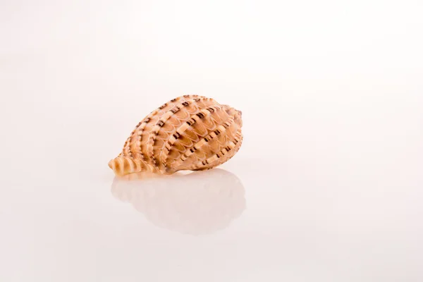 Hermosa concha marina — Foto de Stock