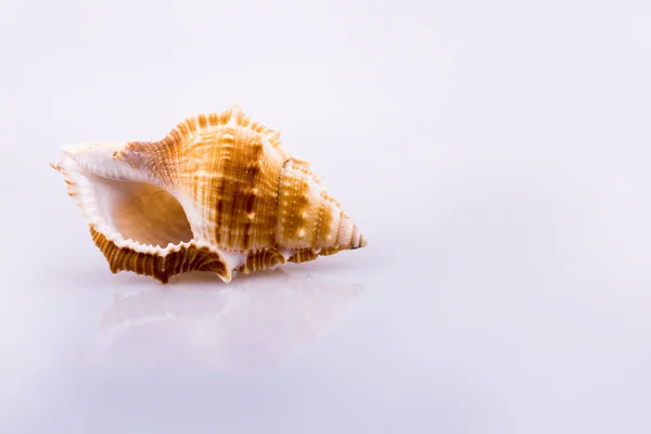 Bella conchiglia — Foto Stock