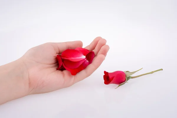 Красная роза и лепестки — стоковое фото
