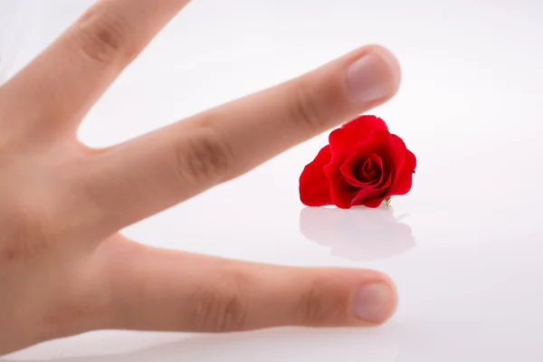 Рука держит розу — стоковое фото