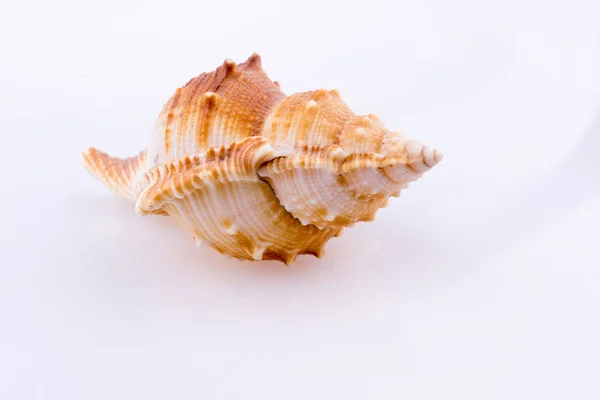 Красивый морской ракушка — стоковое фото