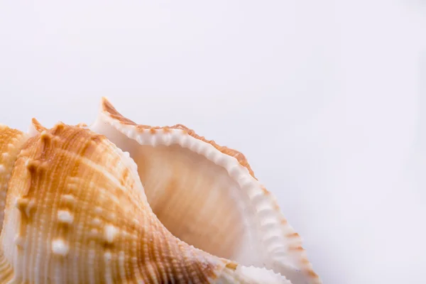 Belle coquille de mer — Photo