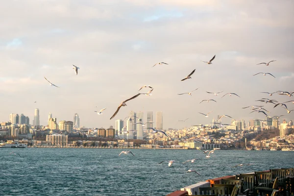 As gaivotas voam sobre as águas do mar — Fotografia de Stock