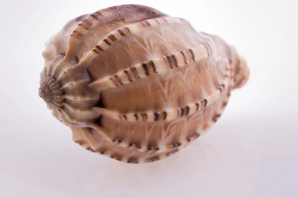 Güzel deniz kabuğu — Stok fotoğraf