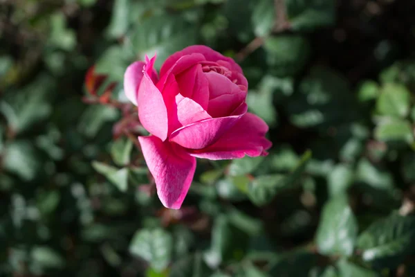 Schöne Farbe rosa — Stockfoto