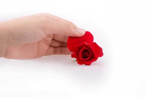 Hand holding a rose Royalty Free Stock Photos