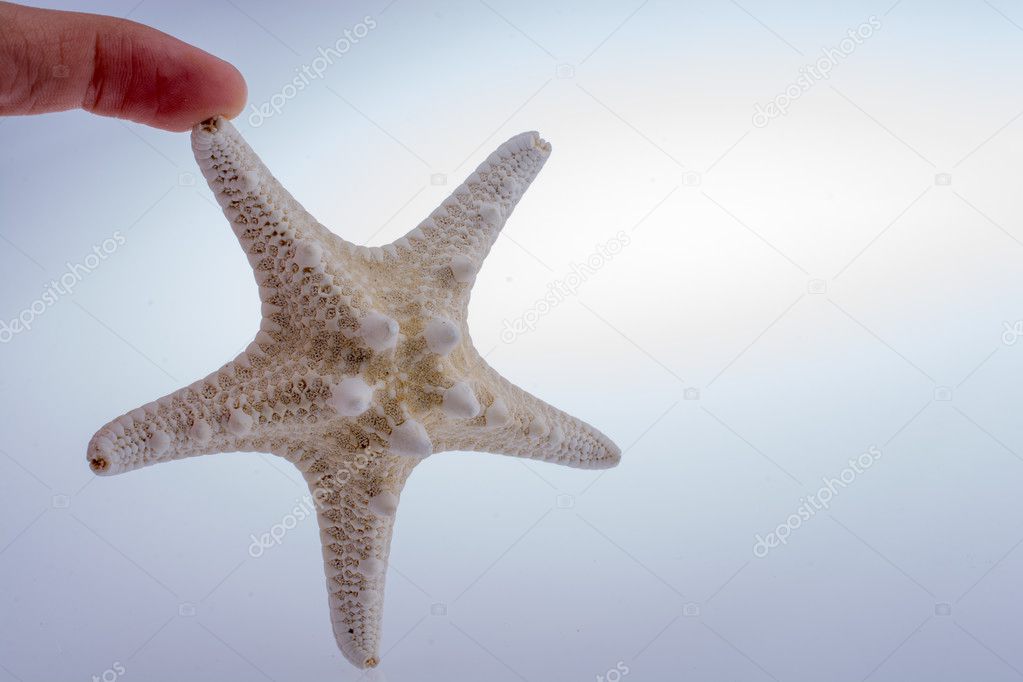 Beautiful orange starfish