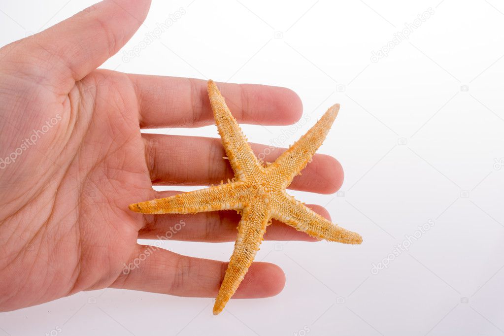 Beautiful orange starfish