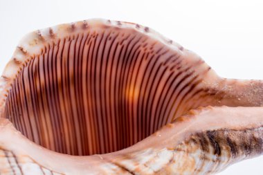 güzel deniz kabuğu