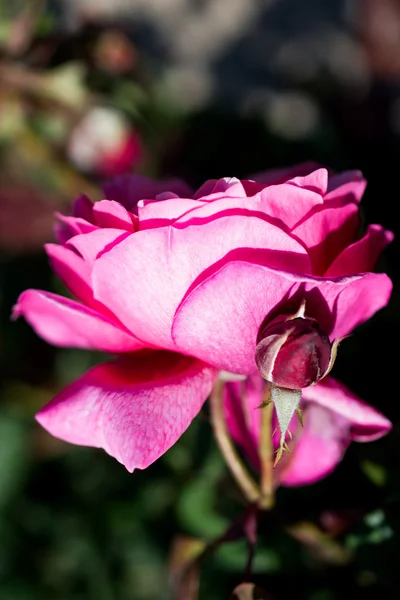 Hermoso color rosa — Foto de Stock