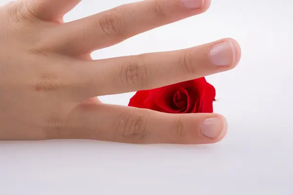 Mano che tiene una rosa — Foto Stock