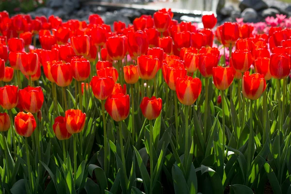 Tulipas vermelhas na natureza na primavera — Fotografia de Stock
