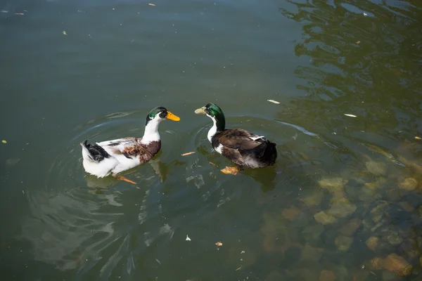 Enten in einem See — Stockfoto