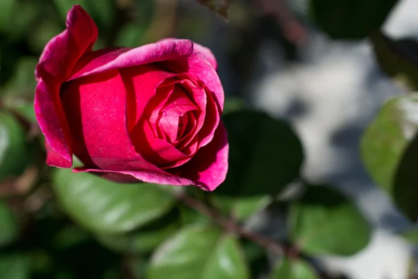 美丽的彩色玫瑰 — 图库照片