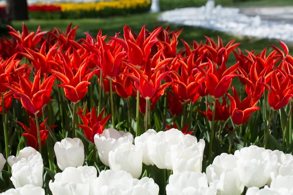 Tulpen in verschiedenen Farben — Stockfoto