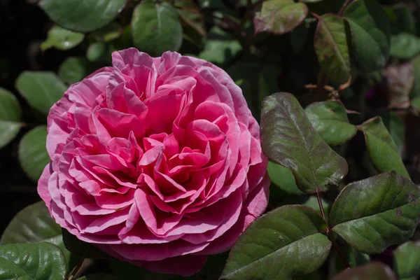 Beautiful color rose — Stock Photo, Image