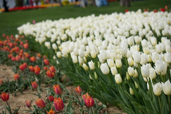 Tulpaner i olika färger i naturen på våren — Stockfoto