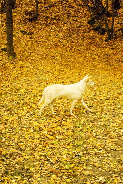 Собака, гуляющая вокруг — стоковое фото
