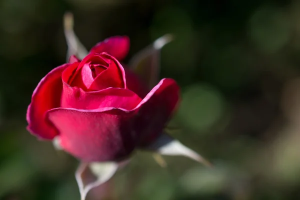 Hermoso color rosa — Foto de Stock