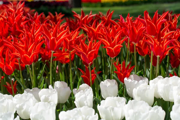 Rote Tulpen in der Natur im Frühling — Stockfoto
