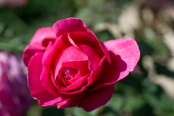 Güzel renkli gül — Stok fotoğraf