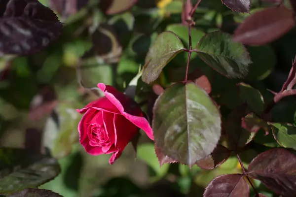 Όμορφο χρώμα τριαντάφυλλο — Φωτογραφία Αρχείου