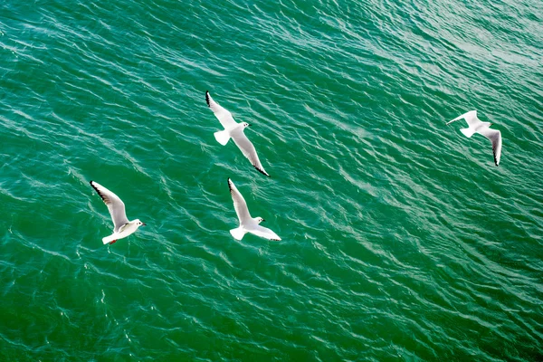 Seagulls fly over waters of sea — Stock Photo, Image