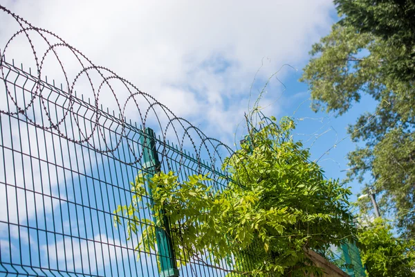 Sarmal dikenli tel çit üzerine