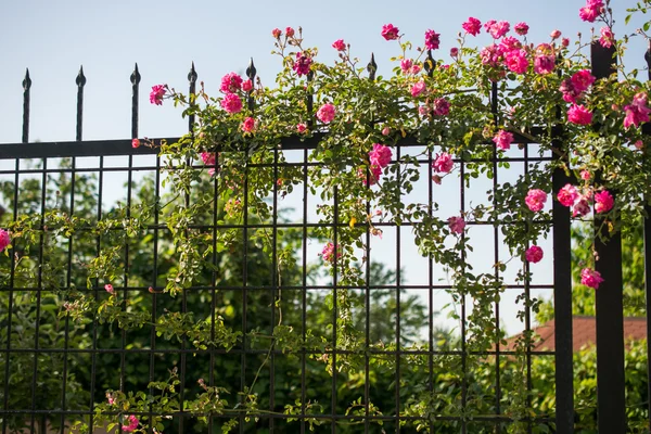 Hermoso color rosa — Foto de Stock