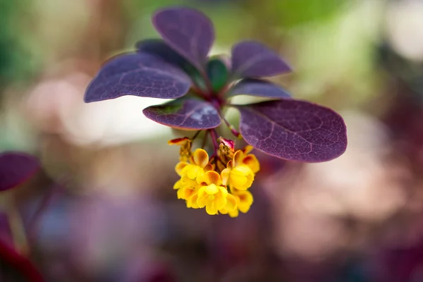 Bellissimo fiore di colore — Foto Stock