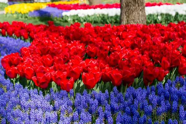 Tulipany z różnych kolorów w przyrodzie wiosną — Zdjęcie stockowe