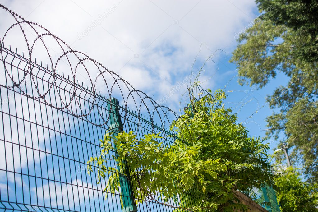 Coiled Razor Wire On Top Of A Fence