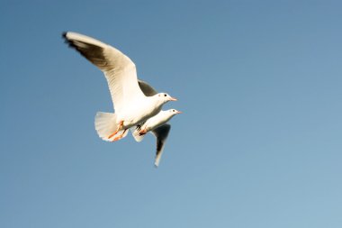 Martıların Denizi sularının uçmak